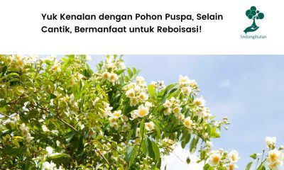 Mengenal pohon puspa.