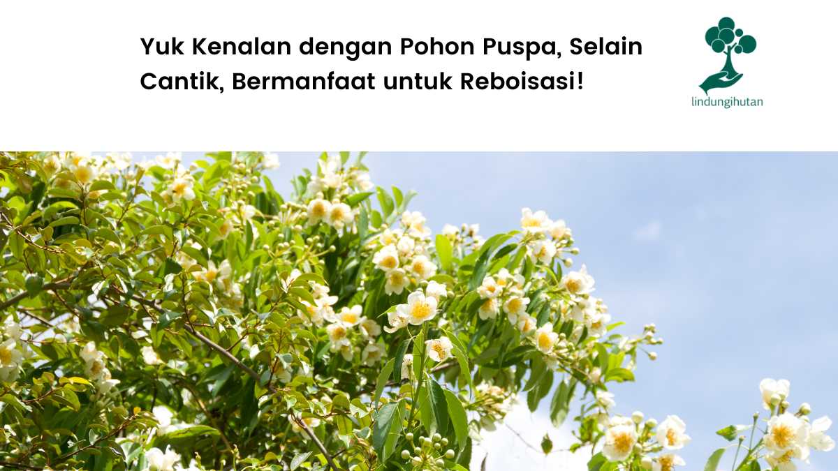 Mengenal pohon puspa.