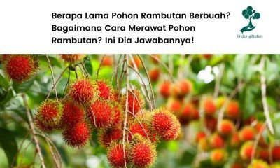 Mengenal pohon rambutan.