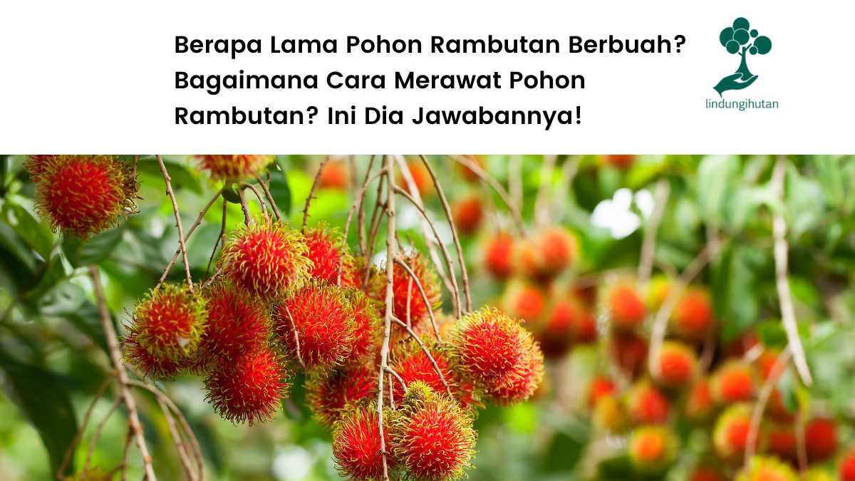 Mengenal pohon rambutan.