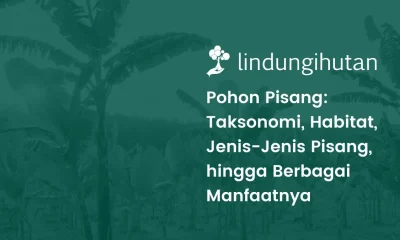 Pohon pisang adalah