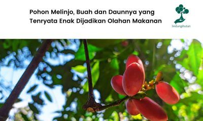 Mengenal pohon melinjo.