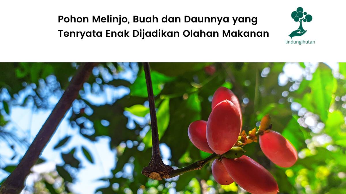 Mengenal pohon melinjo.