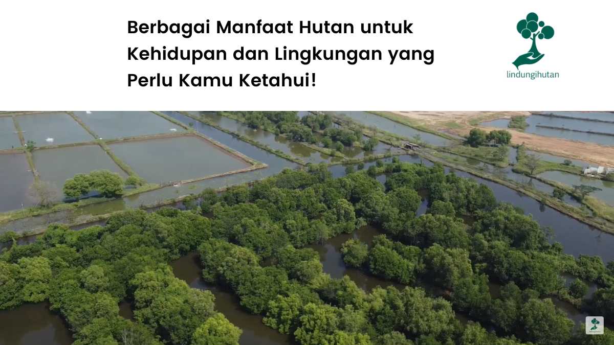 Manfaat hutan.