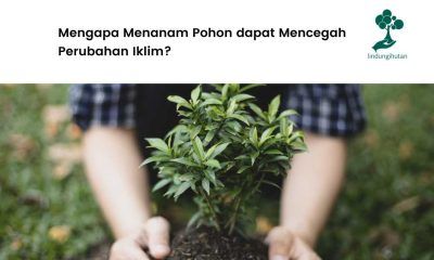Manfaat pohon cegah perubahan iklim.