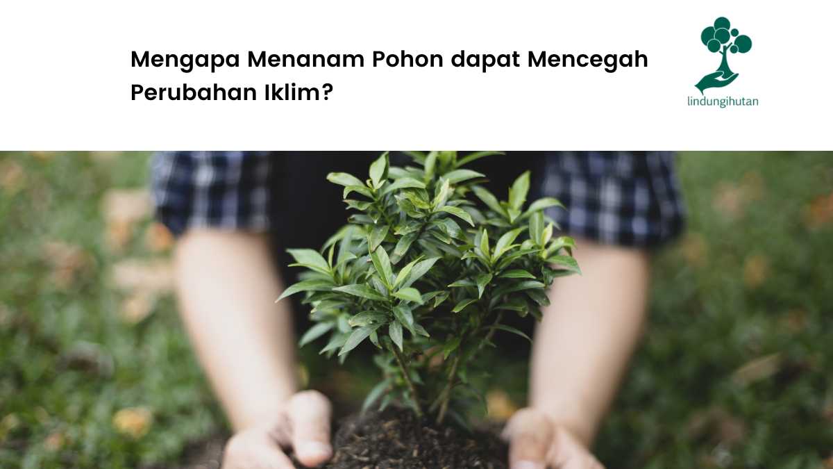 Manfaat pohon cegah perubahan iklim.