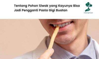 Gambar pohon siwak.