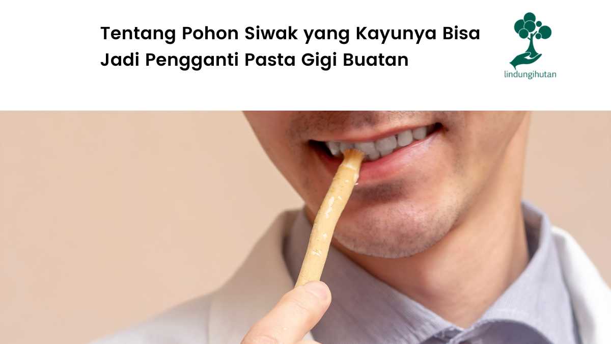 Gambar pohon siwak.