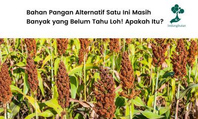 Mengenal tanaman sorgum.