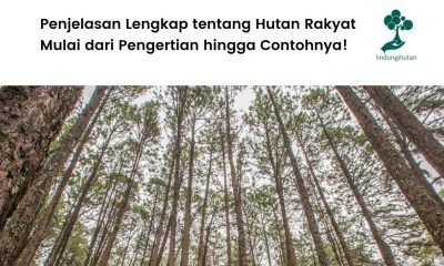 Pengertian hutan rakyat.