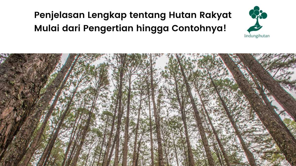 Pengertian hutan rakyat.