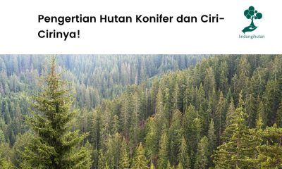 Pengertian hutan konifer.
