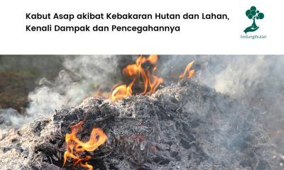 pengertian kabut asap dan dampaknya