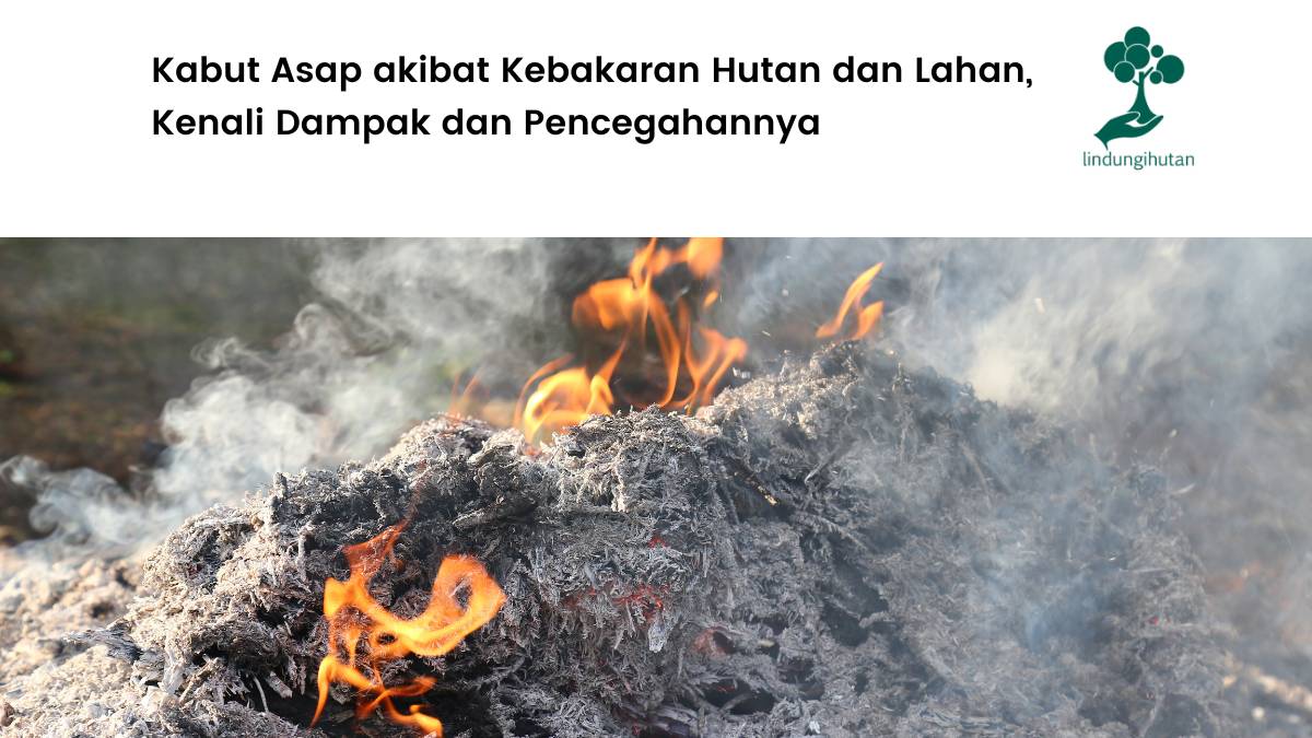 pengertian kabut asap dan dampaknya