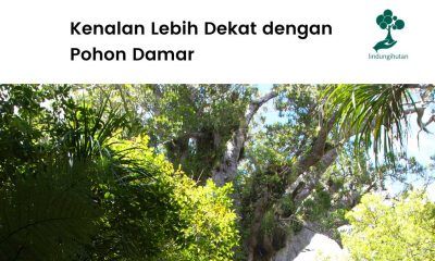 Gambar pohon damar.