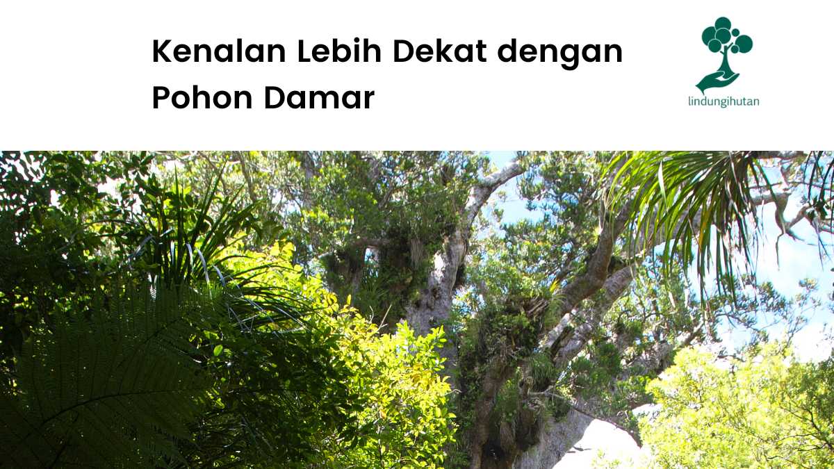 Gambar pohon damar.