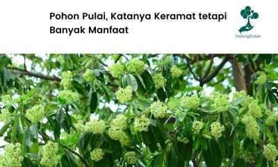 Mengenal pohon pulai.