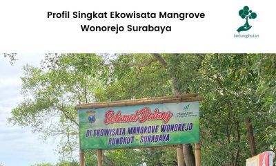 Profil Singkat Ekowisata Mangrove Wonorejo Surabaya