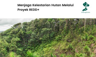 Serba-serbi proyek REDD+