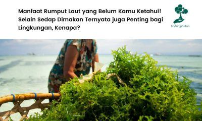 Manfaat rumput laut.
