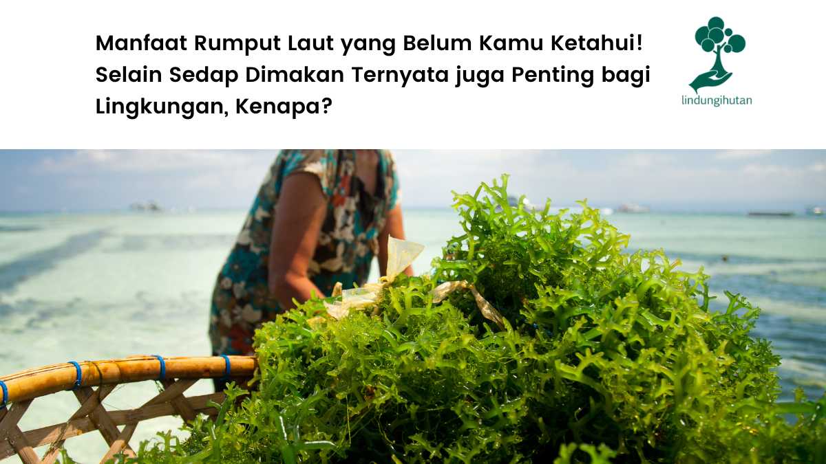 Manfaat rumput laut.