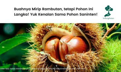 Gambar pohon saninten