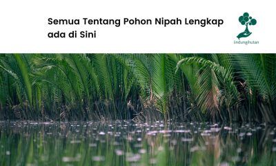 Pohon nipah