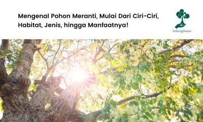 Gambar pohon meranti
