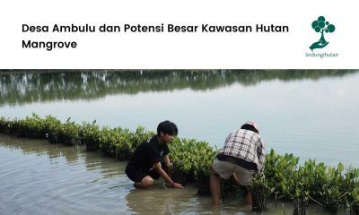 Hutan Mangrove Desa Ambulu