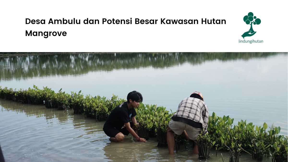 Hutan Mangrove Desa Ambulu