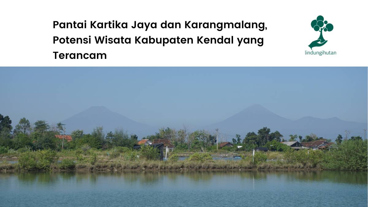 Lokasi penanaman mangrove LindungiHutan di Pantai Kartika Jaya