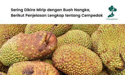 Pohon cempedak