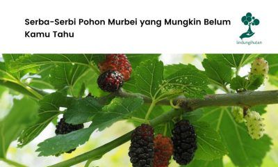 Pohon murbei