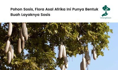 Mengenal pohon sosis.