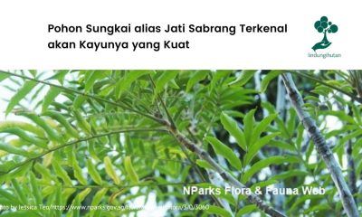 Gambar pohon sungkai