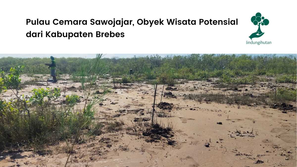 Pulau Cemara Sawojajar Kabupaten Brebes