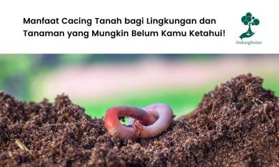 Manfaat cacing tanah.