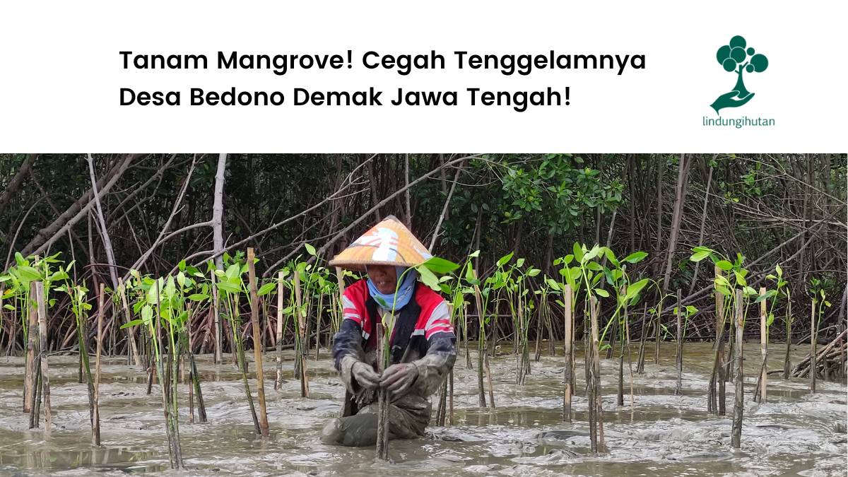 Kondisi Desa Bedono Demak