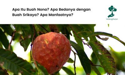Gambar buah nona