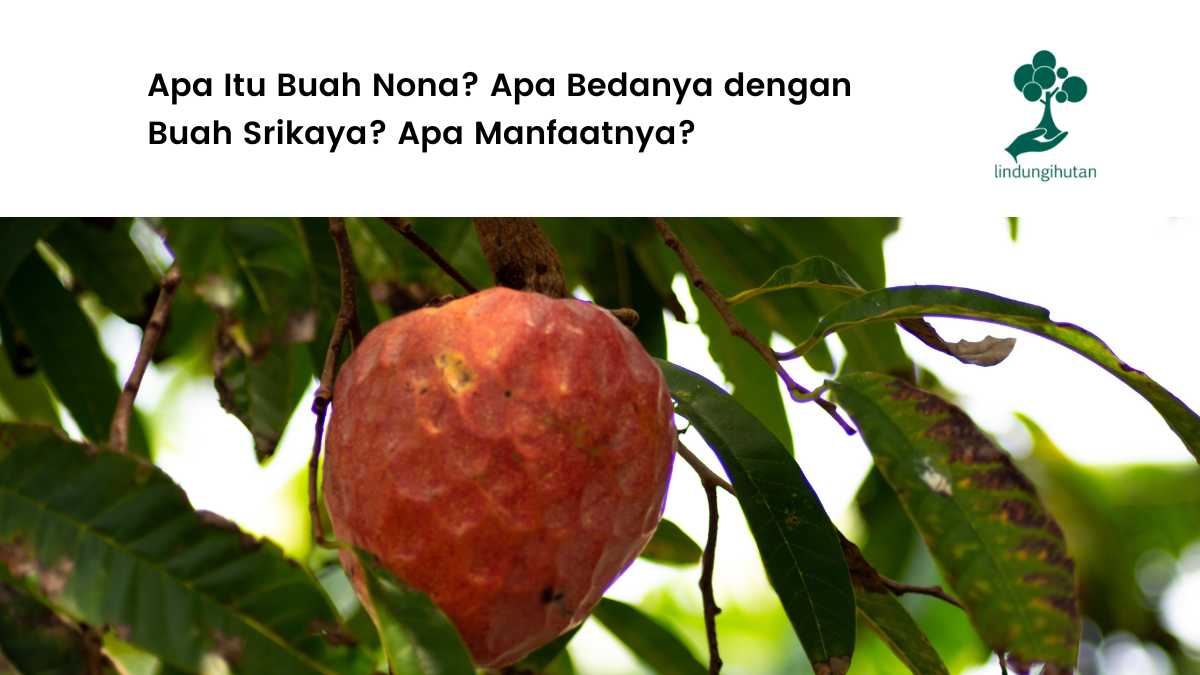 Gambar buah nona