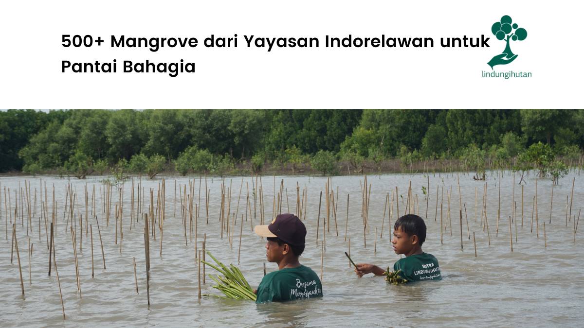 Aksi Indorelawan Gerakkan Penghijauan di Kabupaten Bekasi