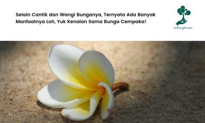 Mengenal bunga cempaka