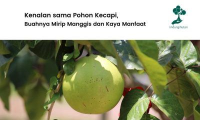 Pohon kecapi