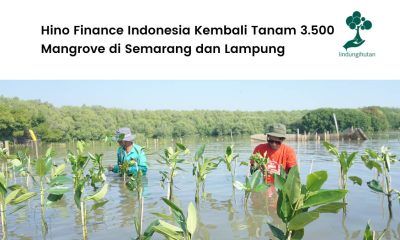 Hino Finance Indonesia tanam mangrove di Semarang dan Lampung