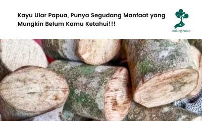 Manfaat kayu ular