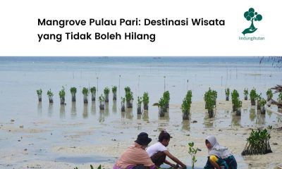 Pulau Pari lokasi penanaman LindungiHutan