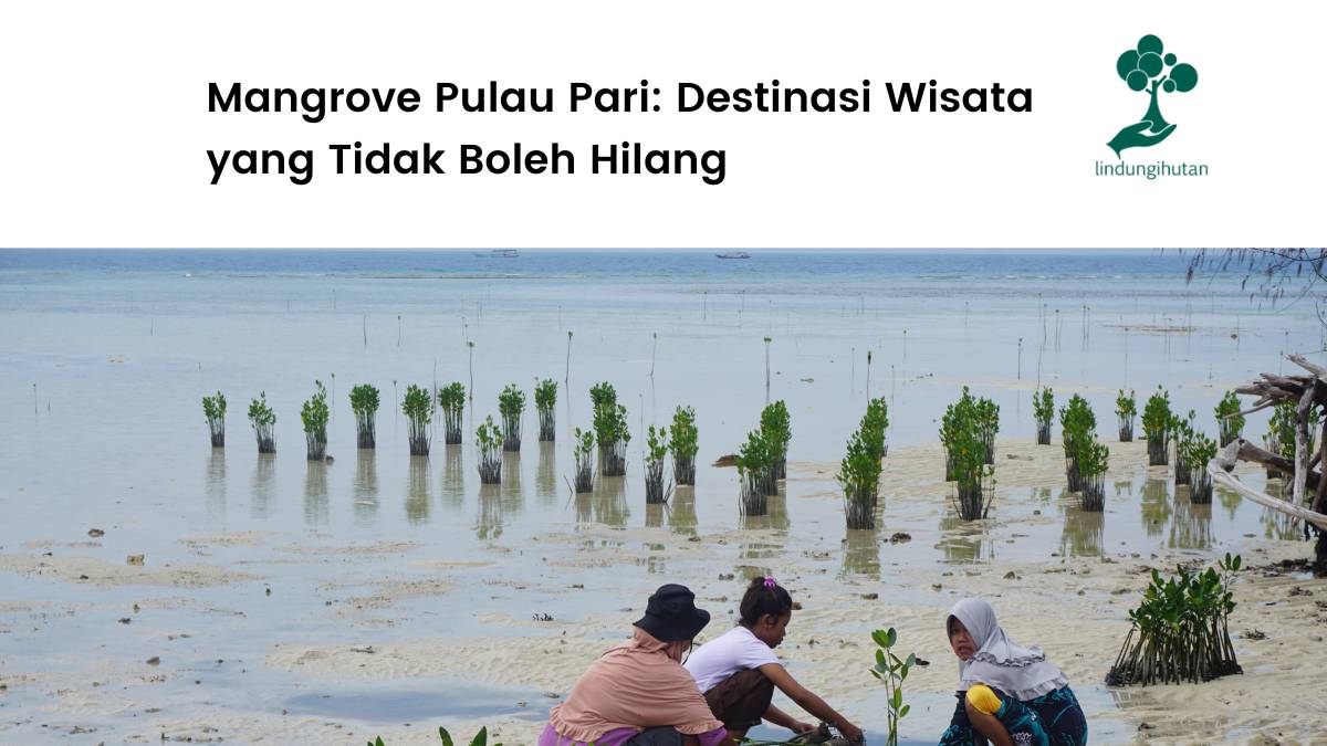 Pulau Pari lokasi penanaman LindungiHutan