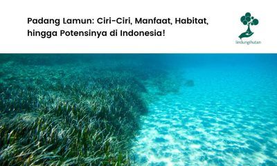 Padang lamun adalah