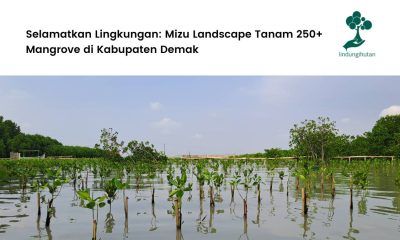 Mizu Landscape Gelar Penanaman di Kabupaten Demak