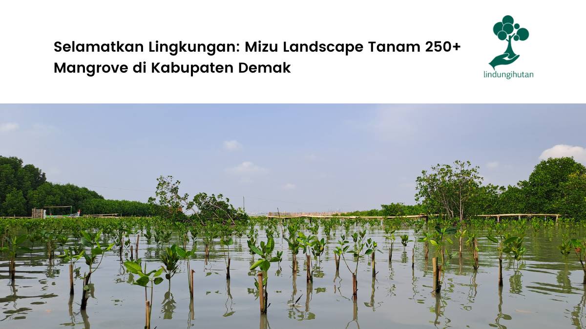 Mizu Landscape Gelar Penanaman di Kabupaten Demak